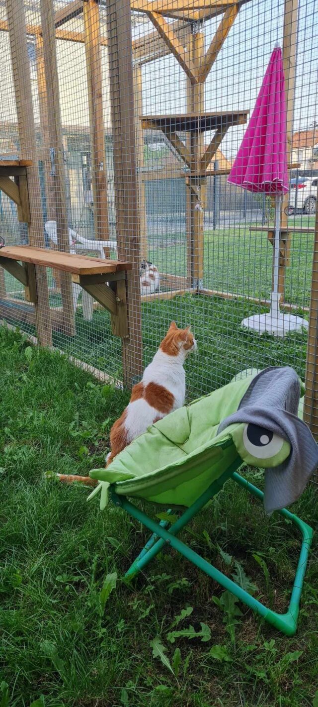 Jardinet extérieur privatif sous parasol pour chat près de Seclin