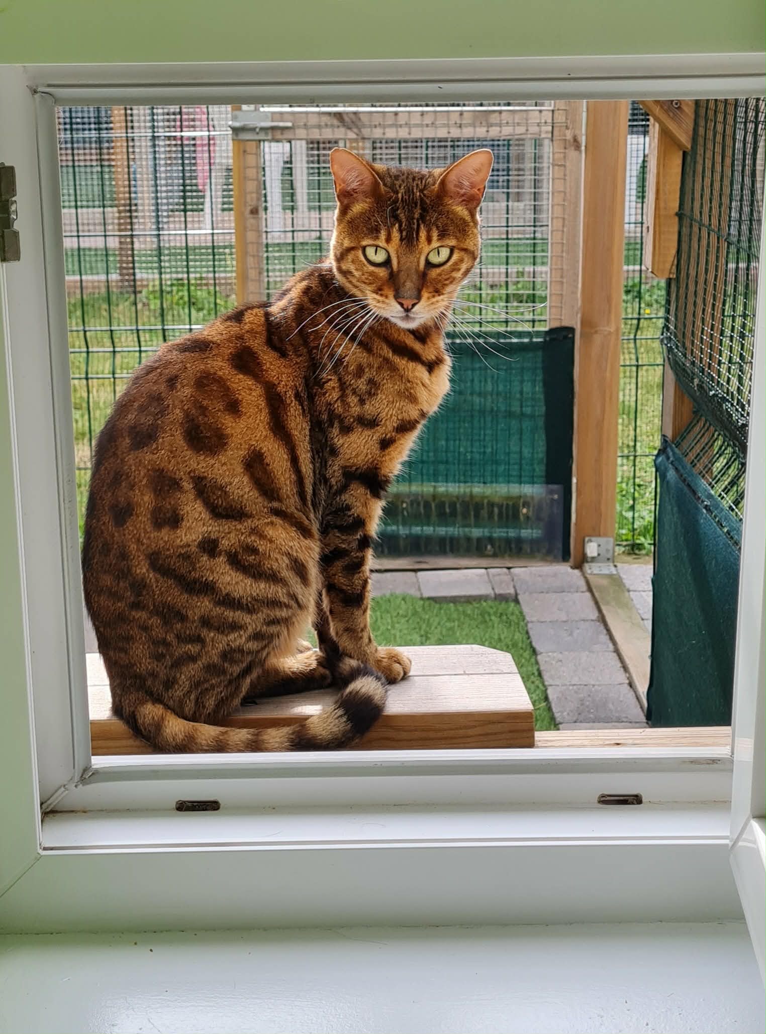 Chat Bengal curieux découvrant son accès extérieur sécurisé