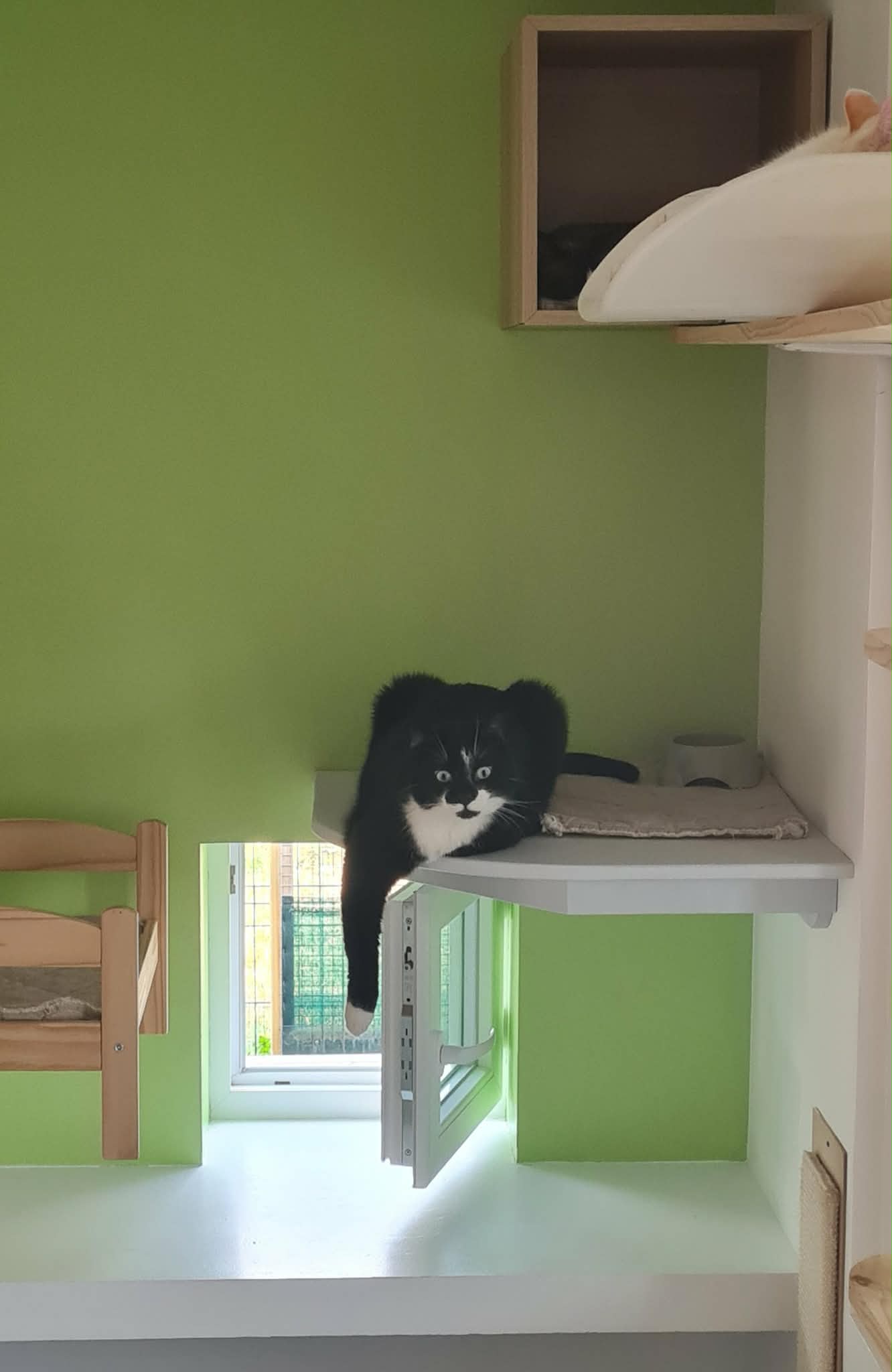 Chat devant la chatière de son jardinet privatif