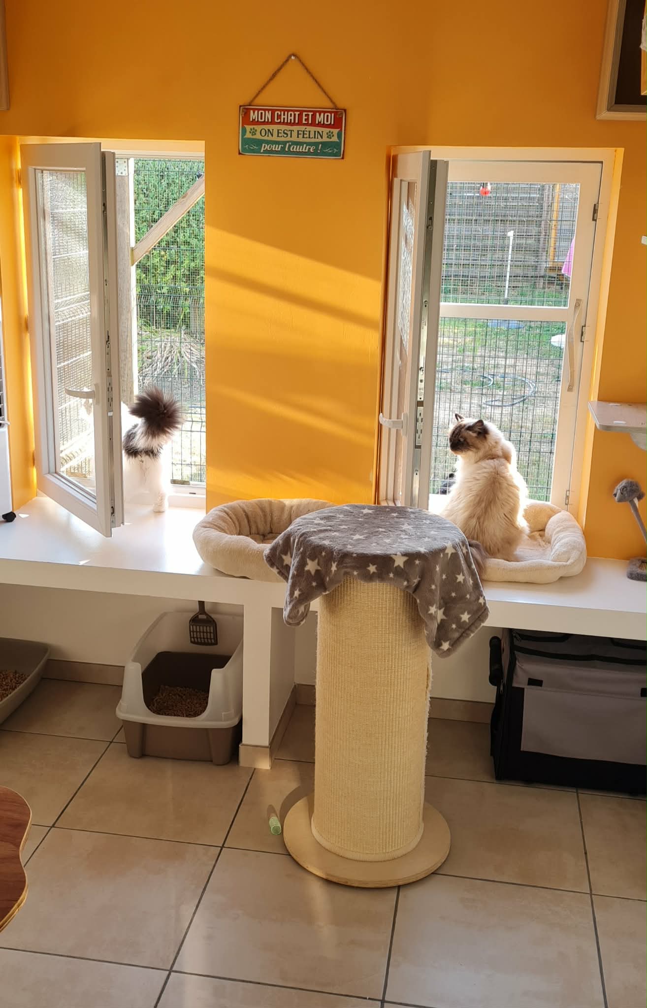 Chat installé dans son couffin moelleux près de la fenêtre ensoleillée