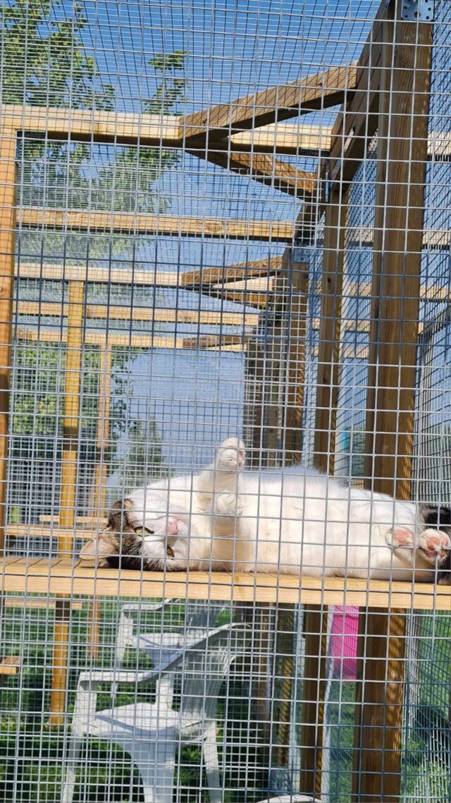 Chat détendu sur le dos les pattes en l'air profitant du soleil sur son perchoir