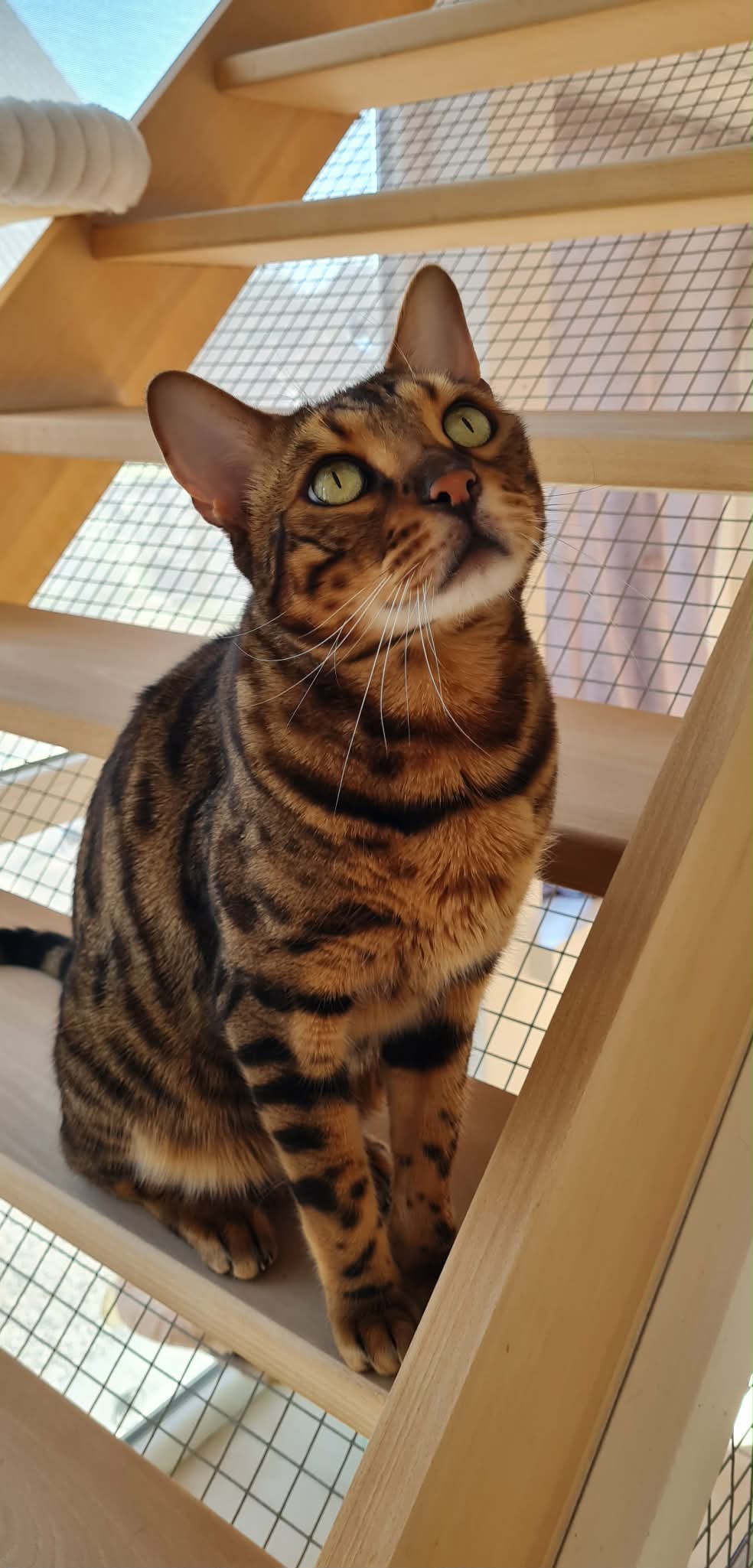 Magnifique Bengal explorant les parcours acrobatiques intérieurs