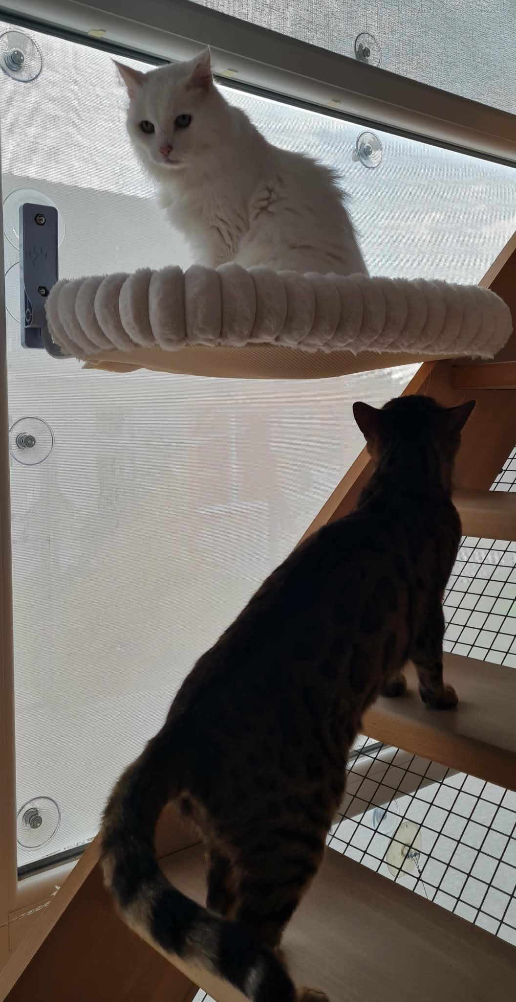 Chat blanc dans son couffin suspendu et chat observant par la fenêtre intérieure
