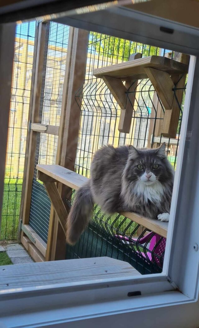 Magnifique chat à poils longs observant paisiblement depuis la baie vitrée de son espace