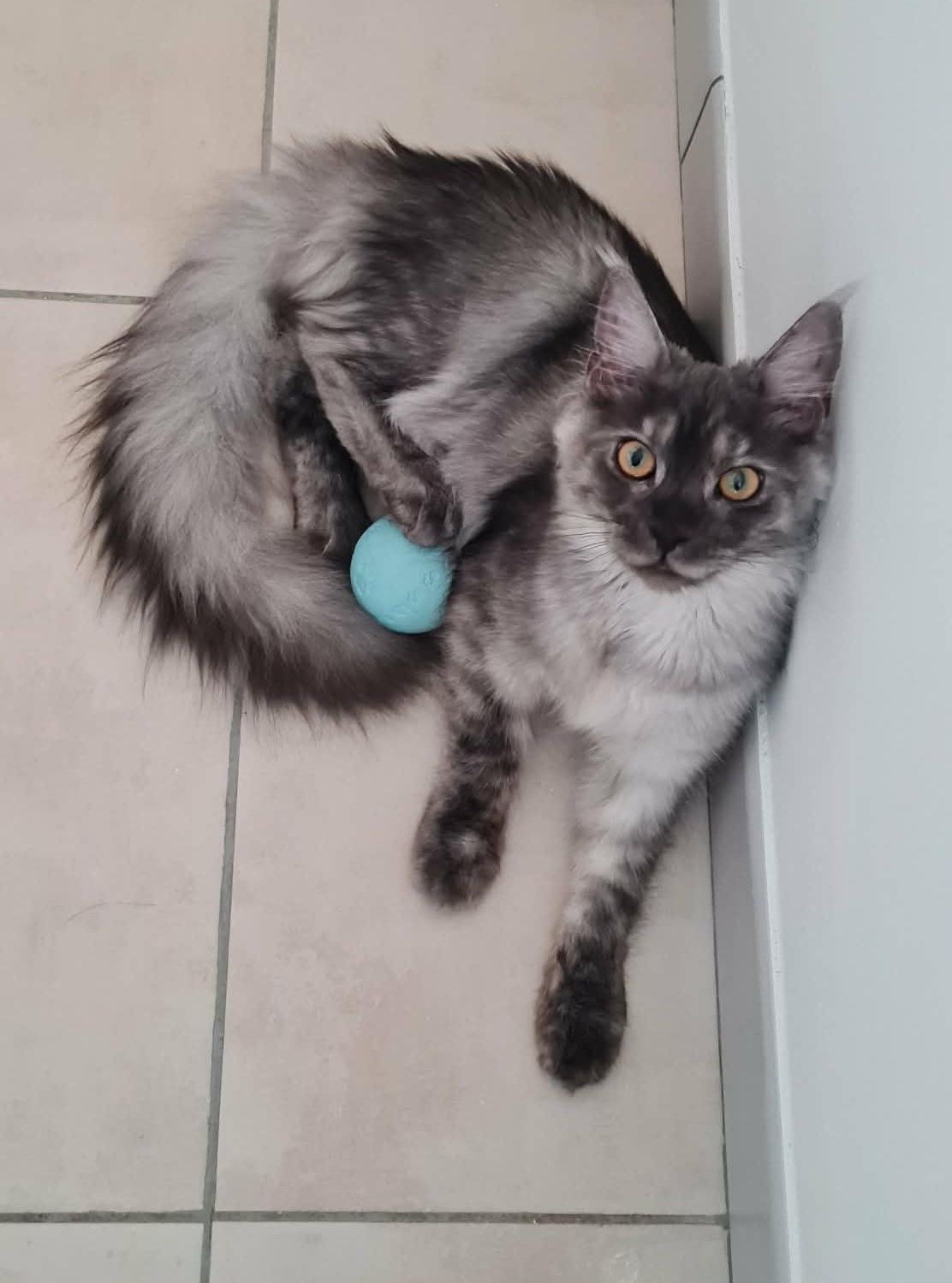 Jeune Maine Coon joueur dans son espace de repos