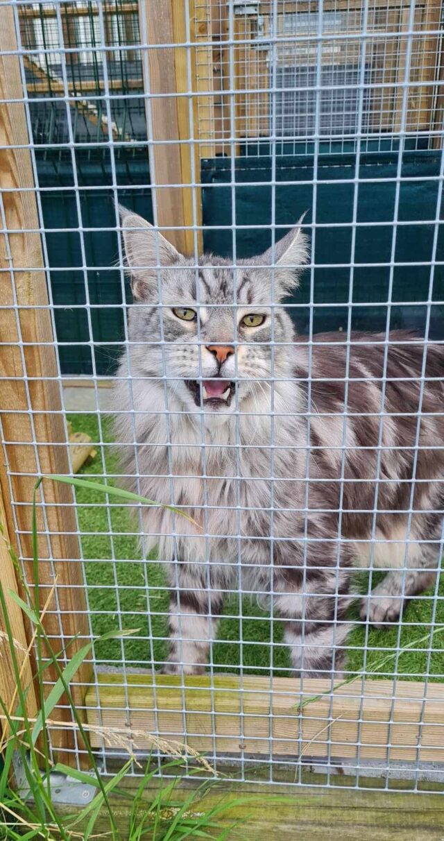 Magnifique Maine Coon dans son enclos extérieur arboré et sécurisé
