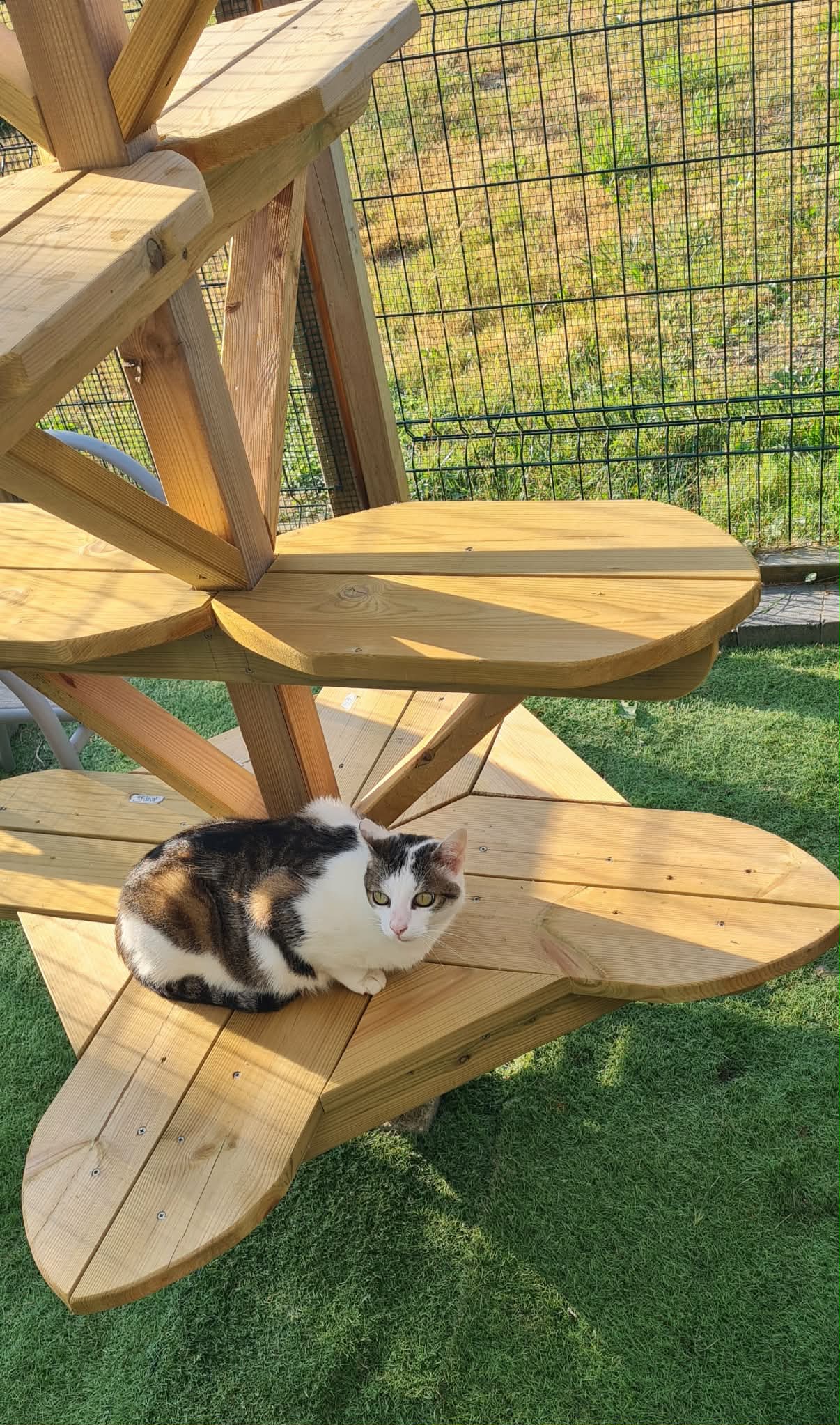 Chatte calico profitant du soleil sur le mobilier extérieur