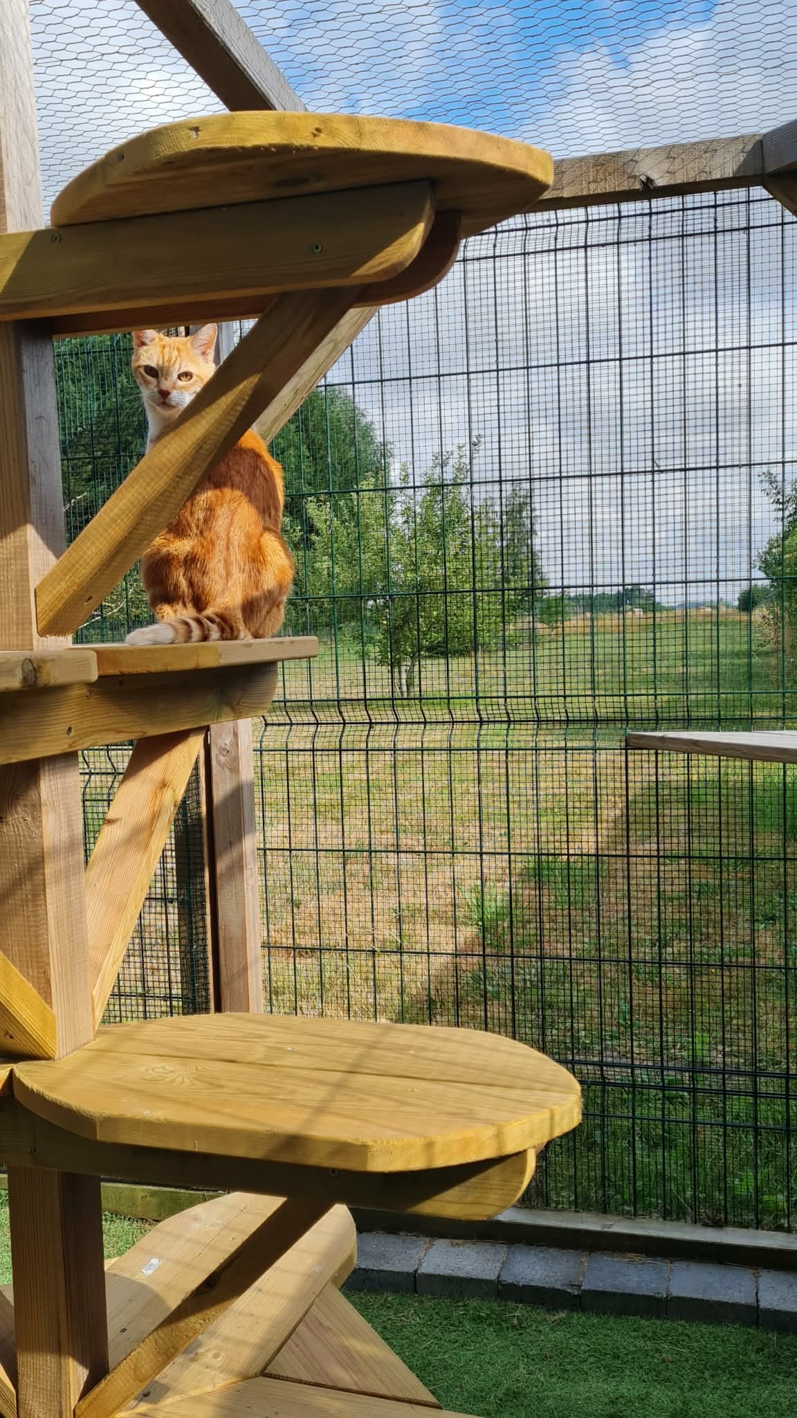 Chat roux en hauteur observant la campagne environnante