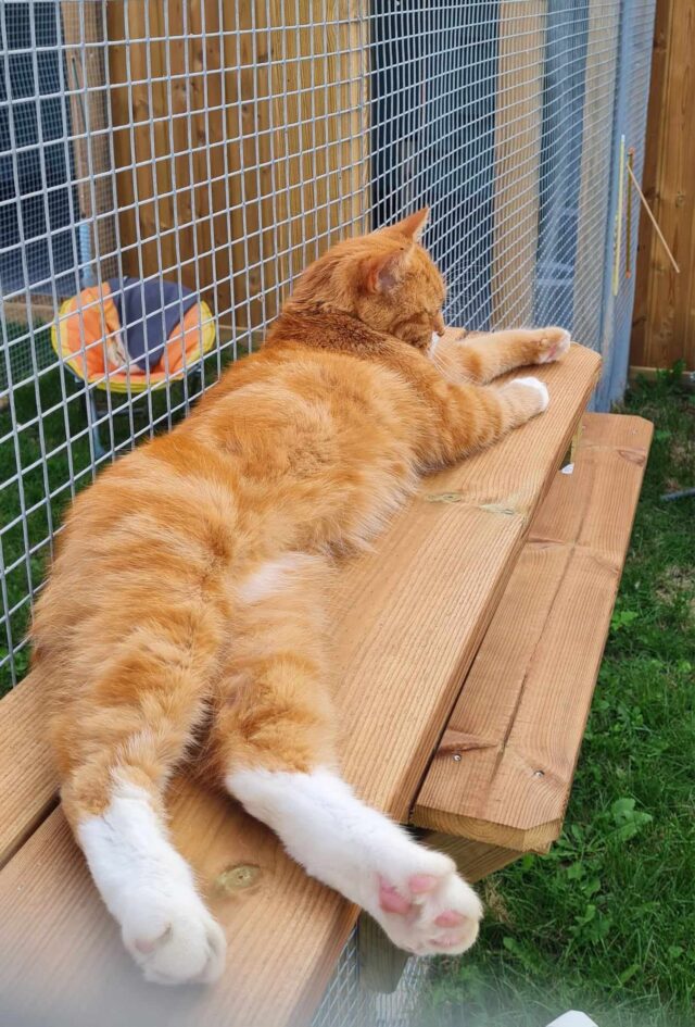 Chat roux faisant la sieste au soleil sur le banc en bois du parc extérieur sécurisé