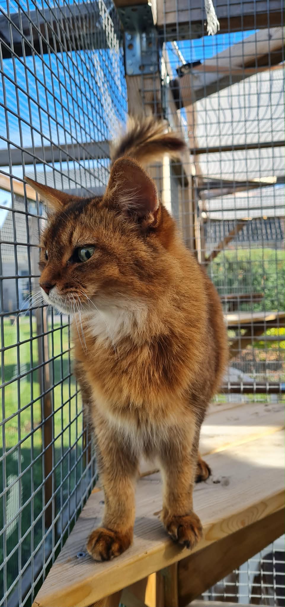 Chat somali explorant avec curiosité les installations extérieures sécurisées