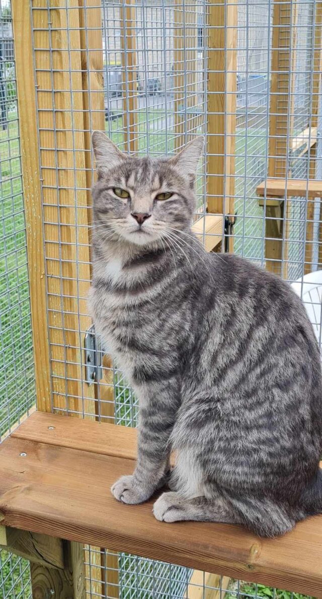 Chat tigré assis fièrement sur la passerelle en bois de son jardinet privatif