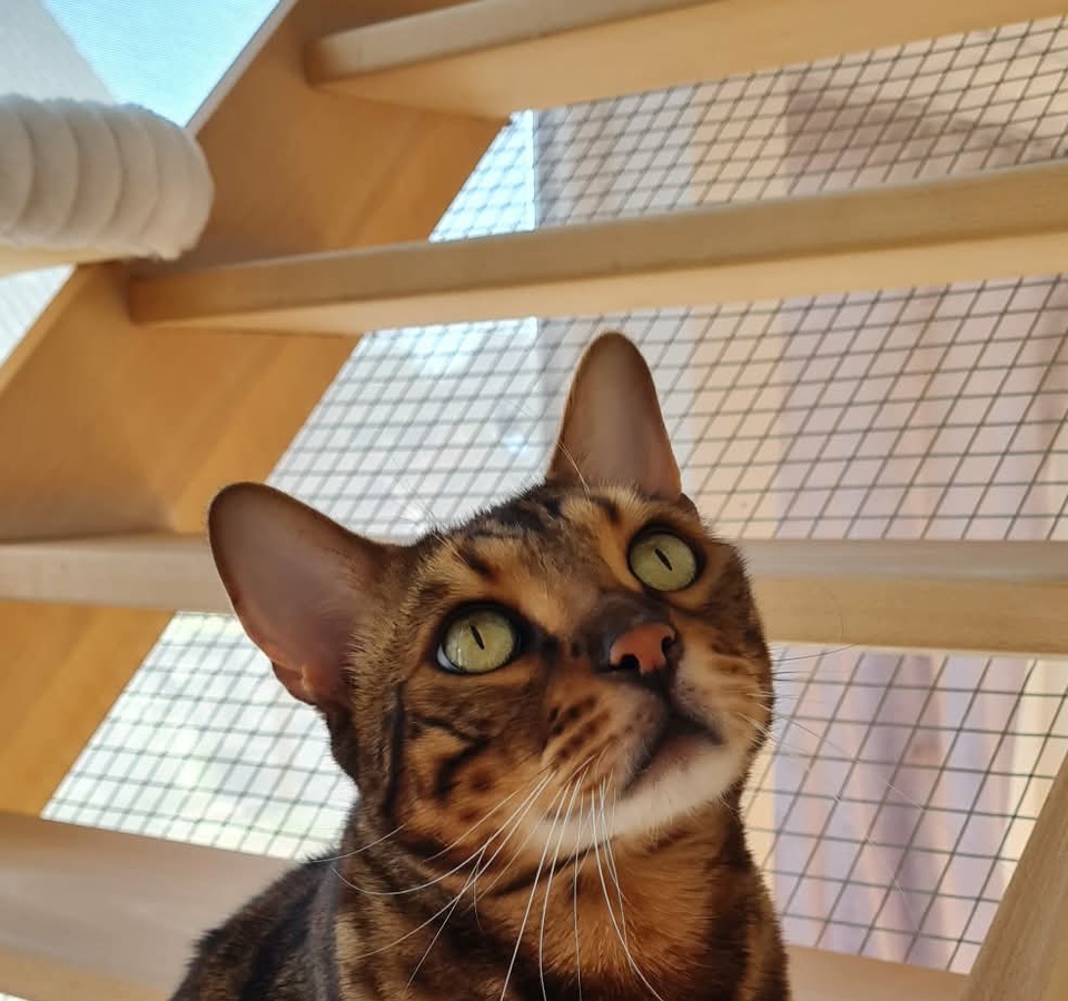 Magnifique chat Bengal explorant les parcours acrobatiques intérieurs