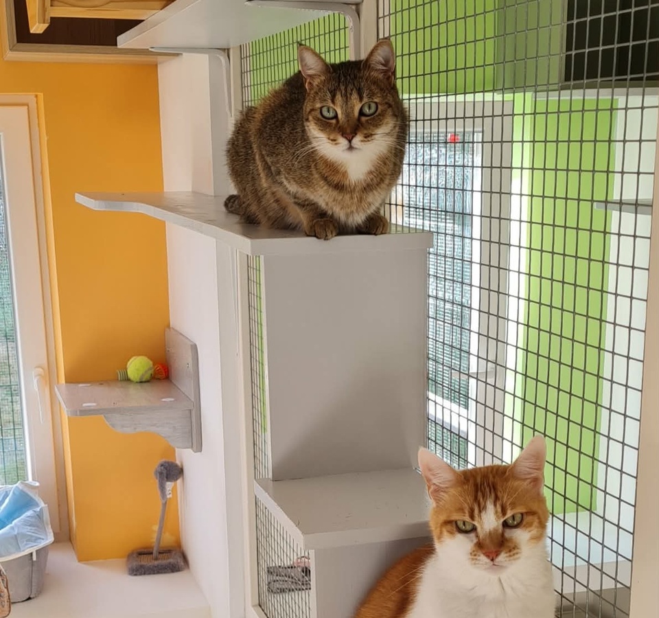 Duo de chats complices profitant de leur séjour en Suite Familiale