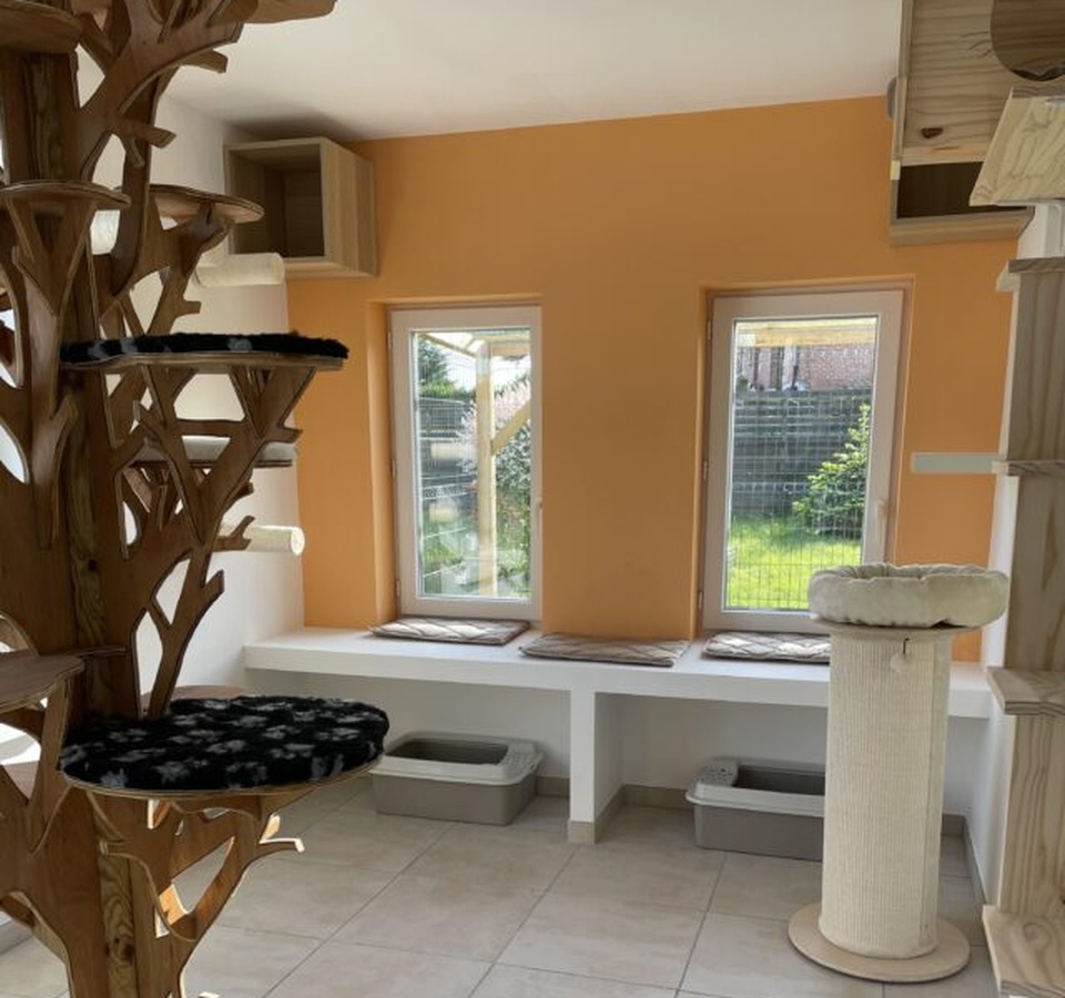Suite Maine Coon spacieuse et luxueuse avec arbre sculpté chez En Féline Compagnie
