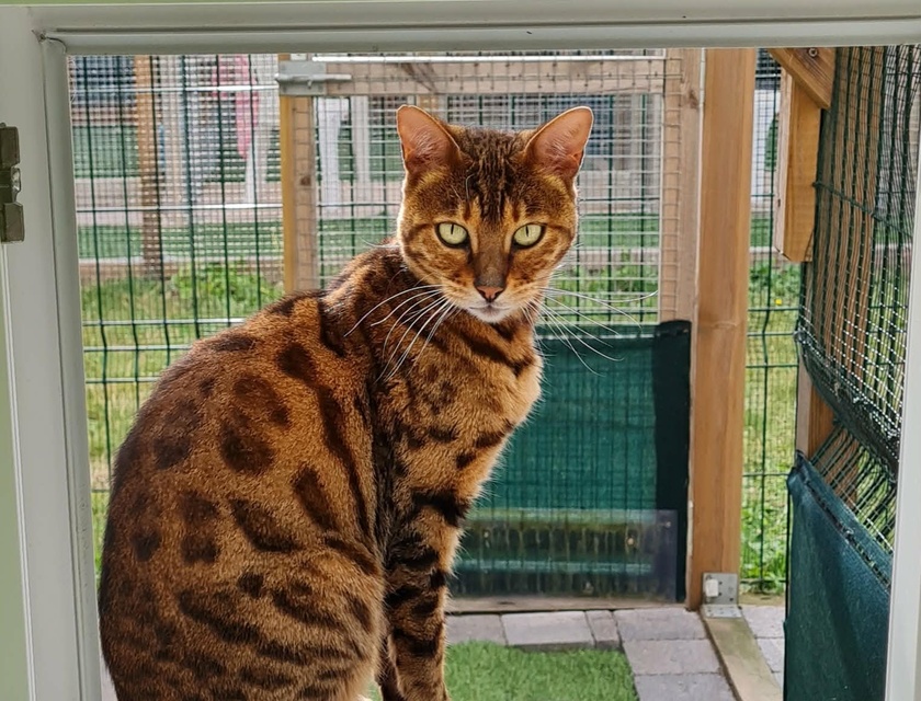 Chat Bengal curieux devant la baie vitrée ouverte sur le jardinet