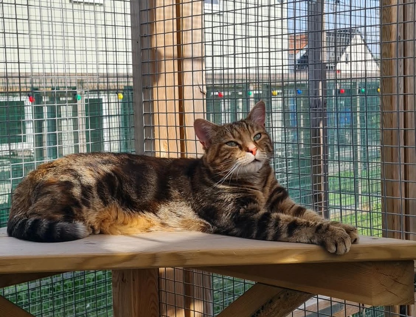 Chat détendu au soleil sur la terrasse de sa maisonnette