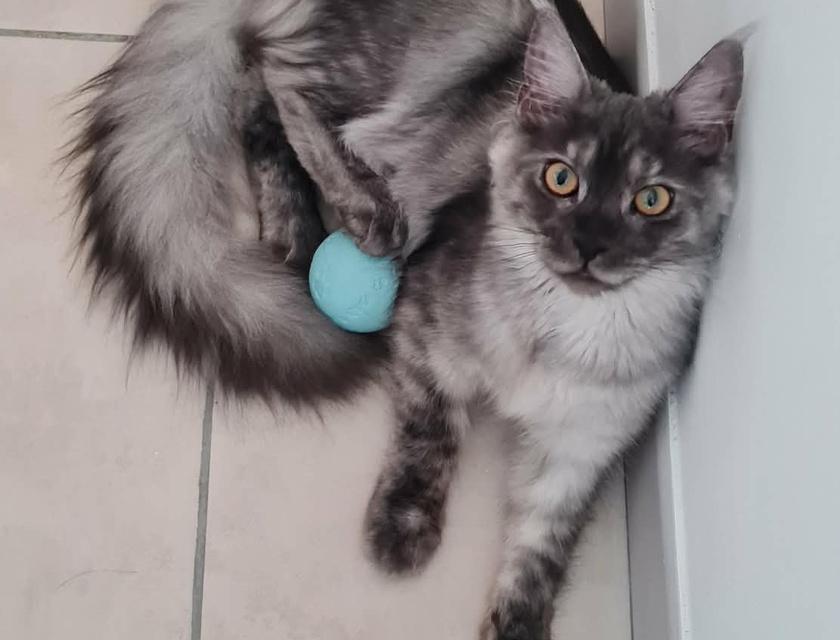 Jeune chat Maine Coon joueur avec sa balle turquoise