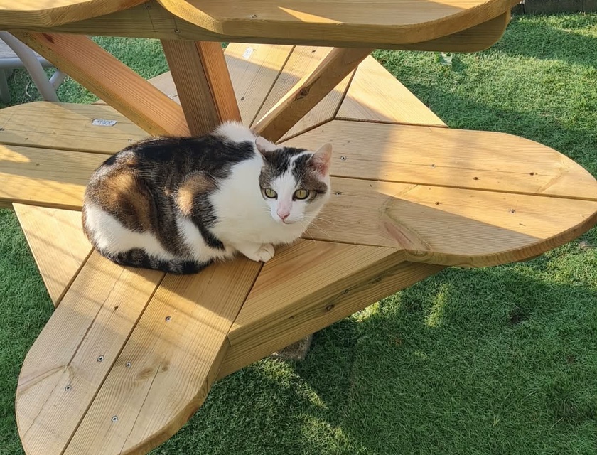 Chat calico détendu sur le mobilier extérieur en bois sur la pelouse