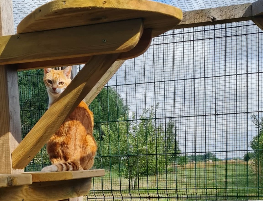 Chat roux en hauteur observant la campagne environnante