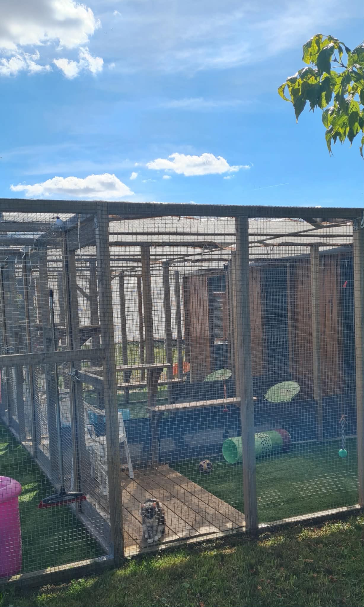 Pensionnaire perché en hauteur dans le jardin de sa maisonnette d'été