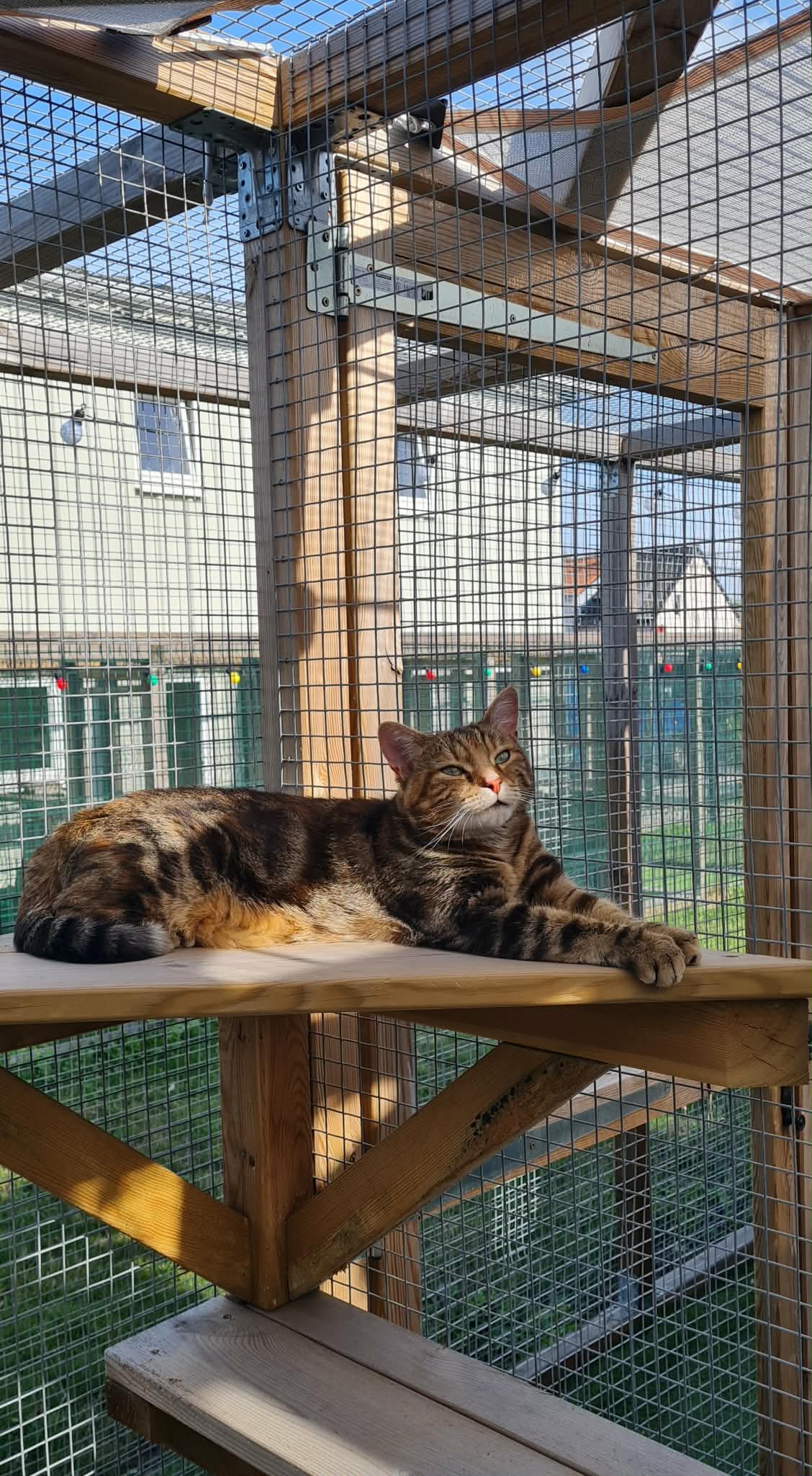Chat se prélassant au soleil dans sa maisonnette d'été