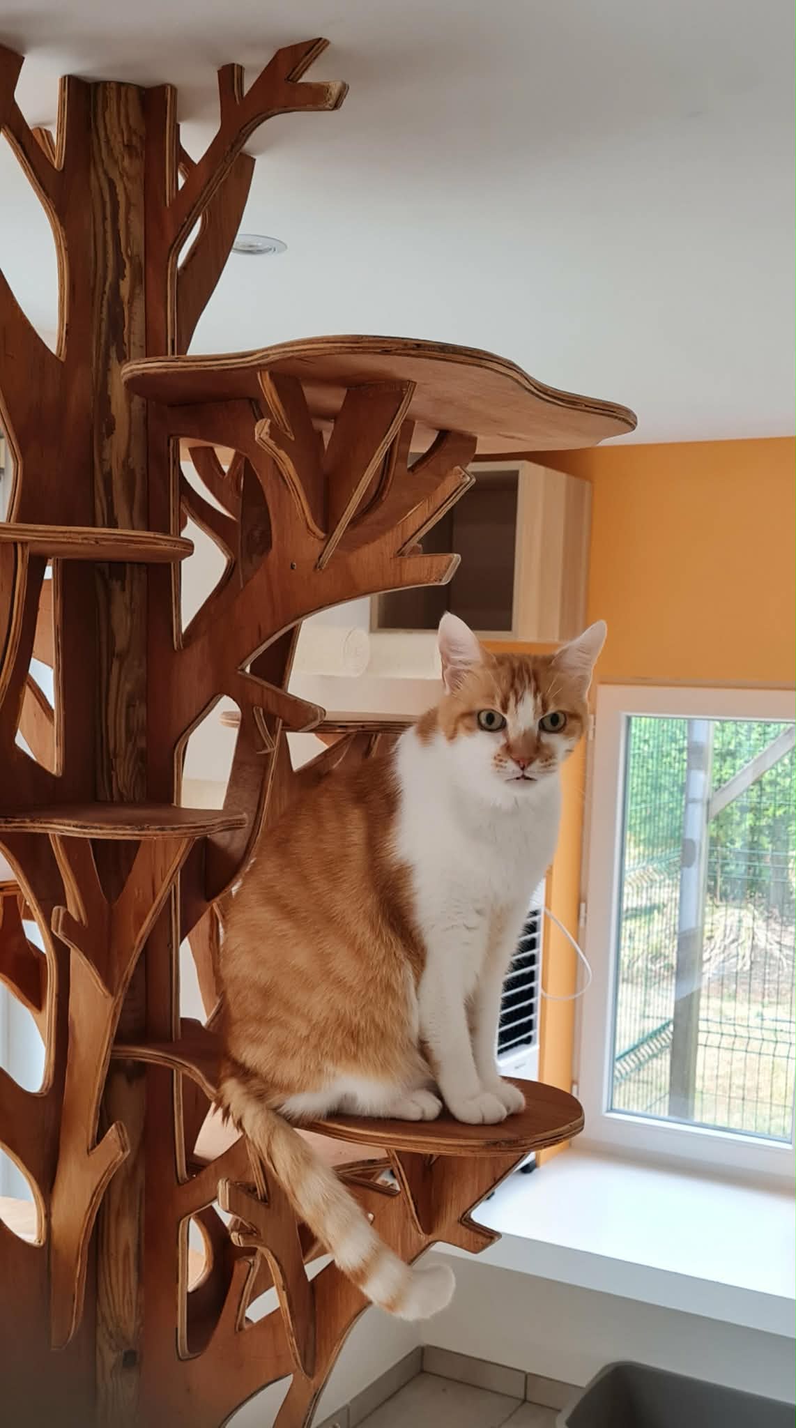 Chat sur l'arbre géant sculpté dans la Suite Maine Coon