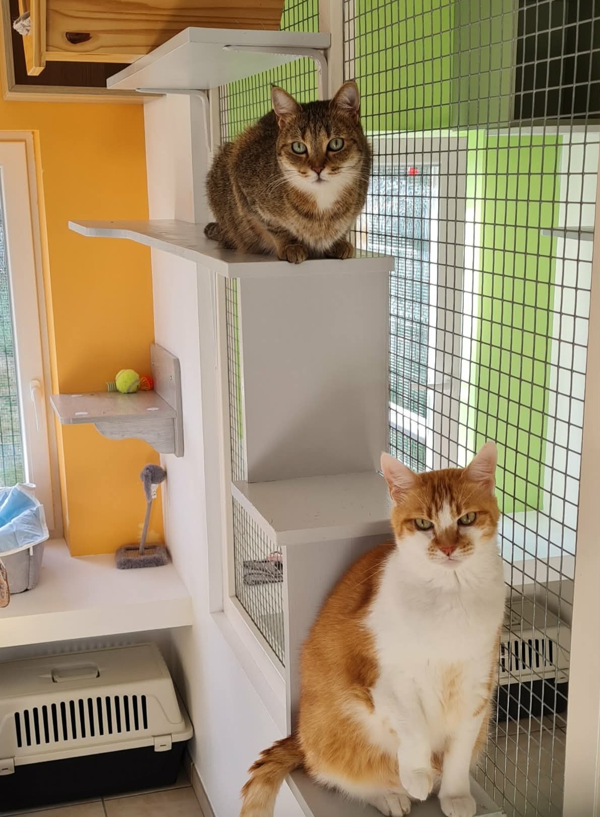 Duo de chats dans la Suite Familiale