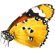 https://enfelinecompagnie.fr/storage/2019/08/butterfly.png