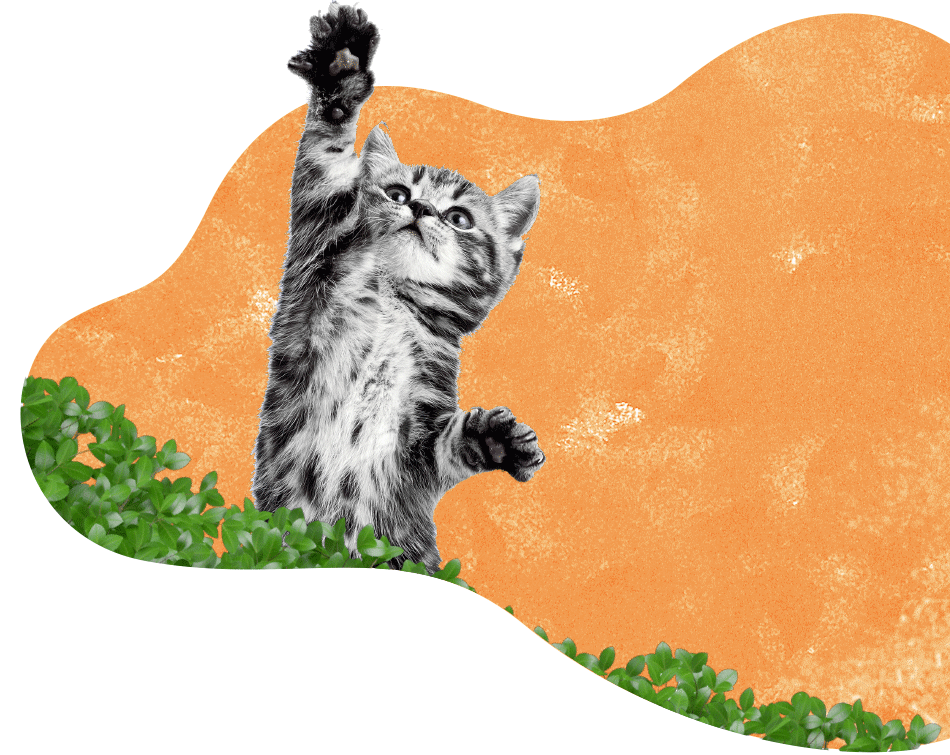 https://enfelinecompagnie.fr/storage/2023/02/inner_services_cat-e16762933123393.png