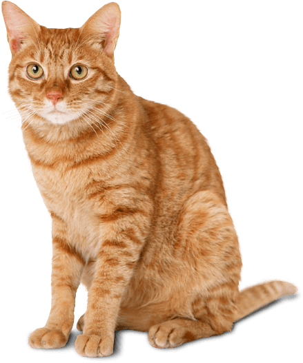 https://enfelinecompagnie.fr/storage/2023/05/580b57fbd9996e24bc43bb8c.png